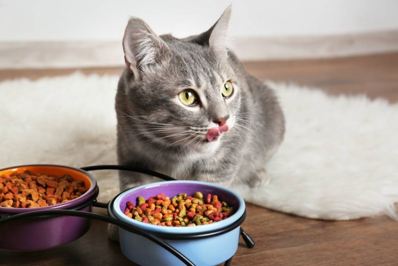 Cum poti alege cea mai buna hrana si mancare pentru pisici?